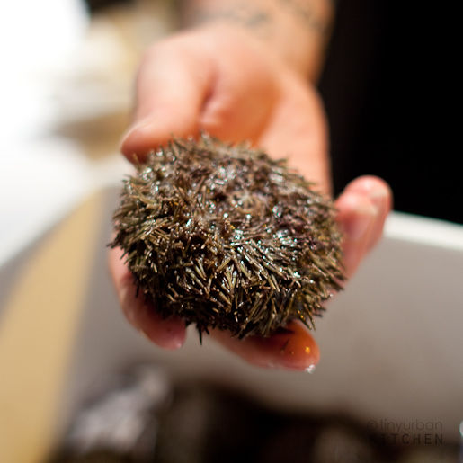 Massachusetts Sea Urchin