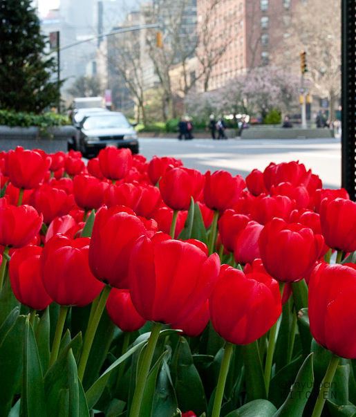 NYC Tulips