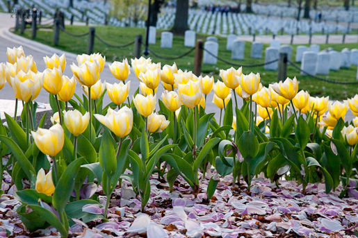 Arlington National Cemetary Flowers