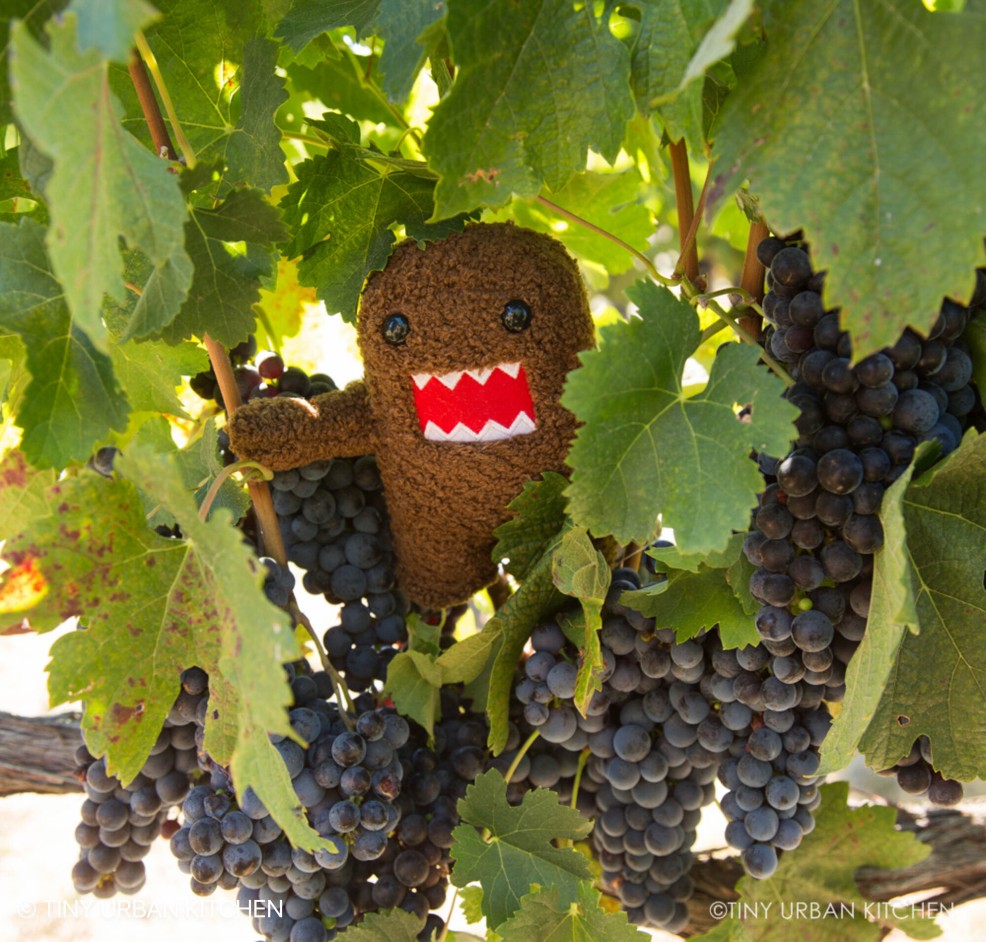 Napa grapes Domokun