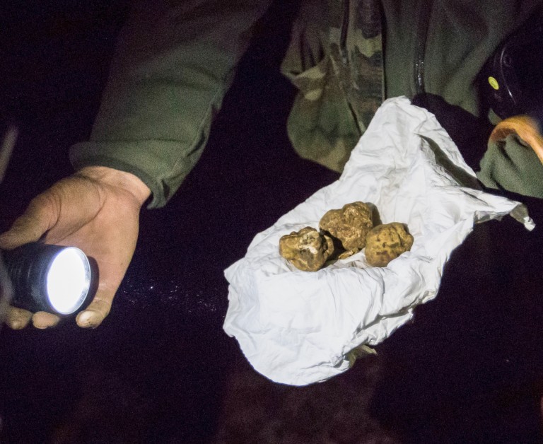 White Truffle Hunting in Alba with a Dog
