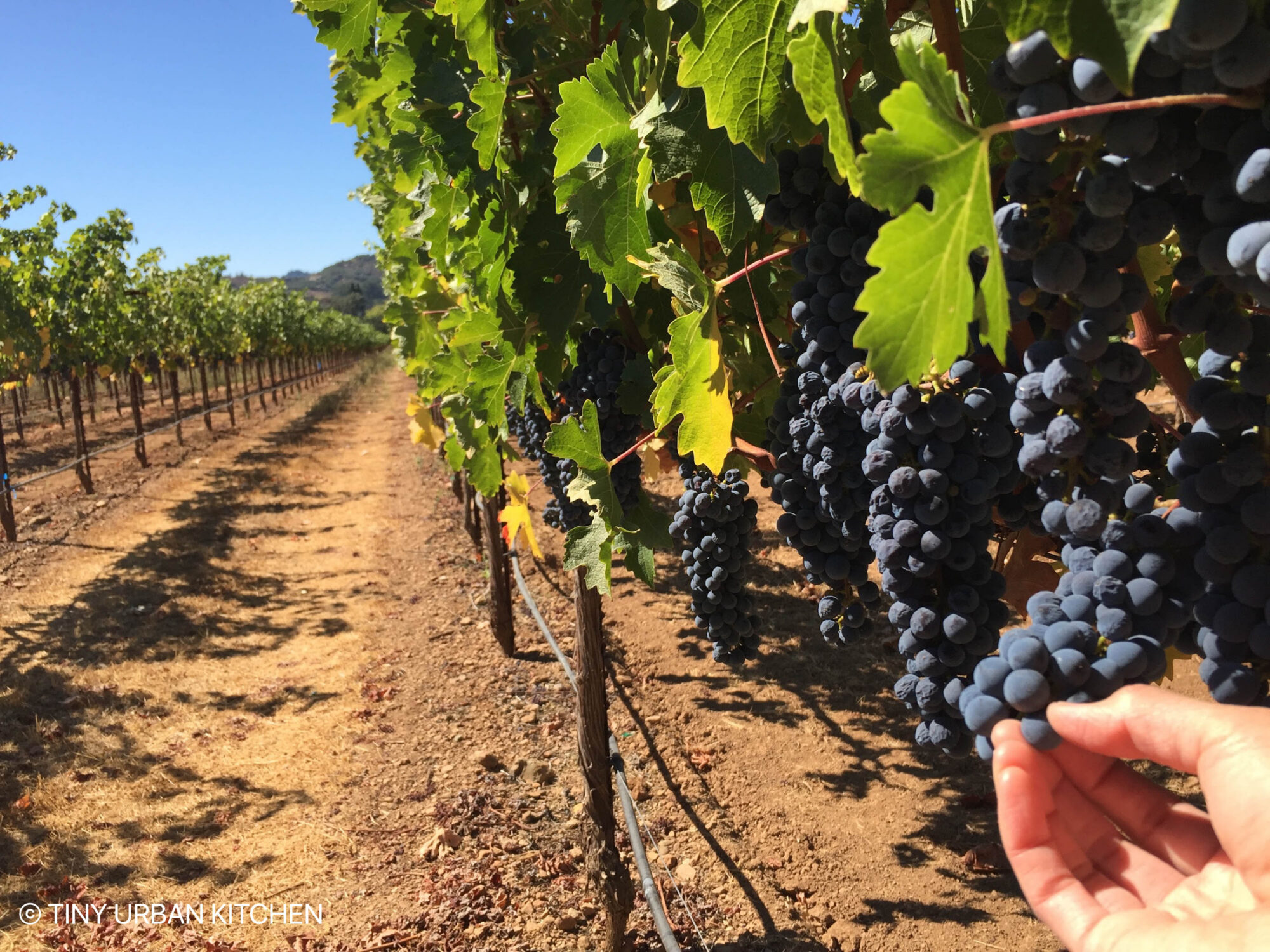 Napa grapes