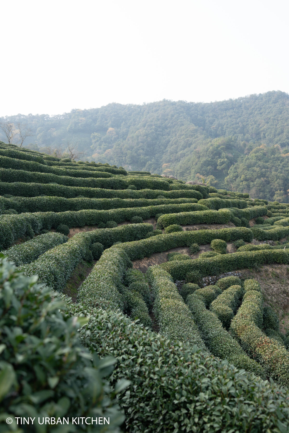 Hangzhou Tea Terraces China