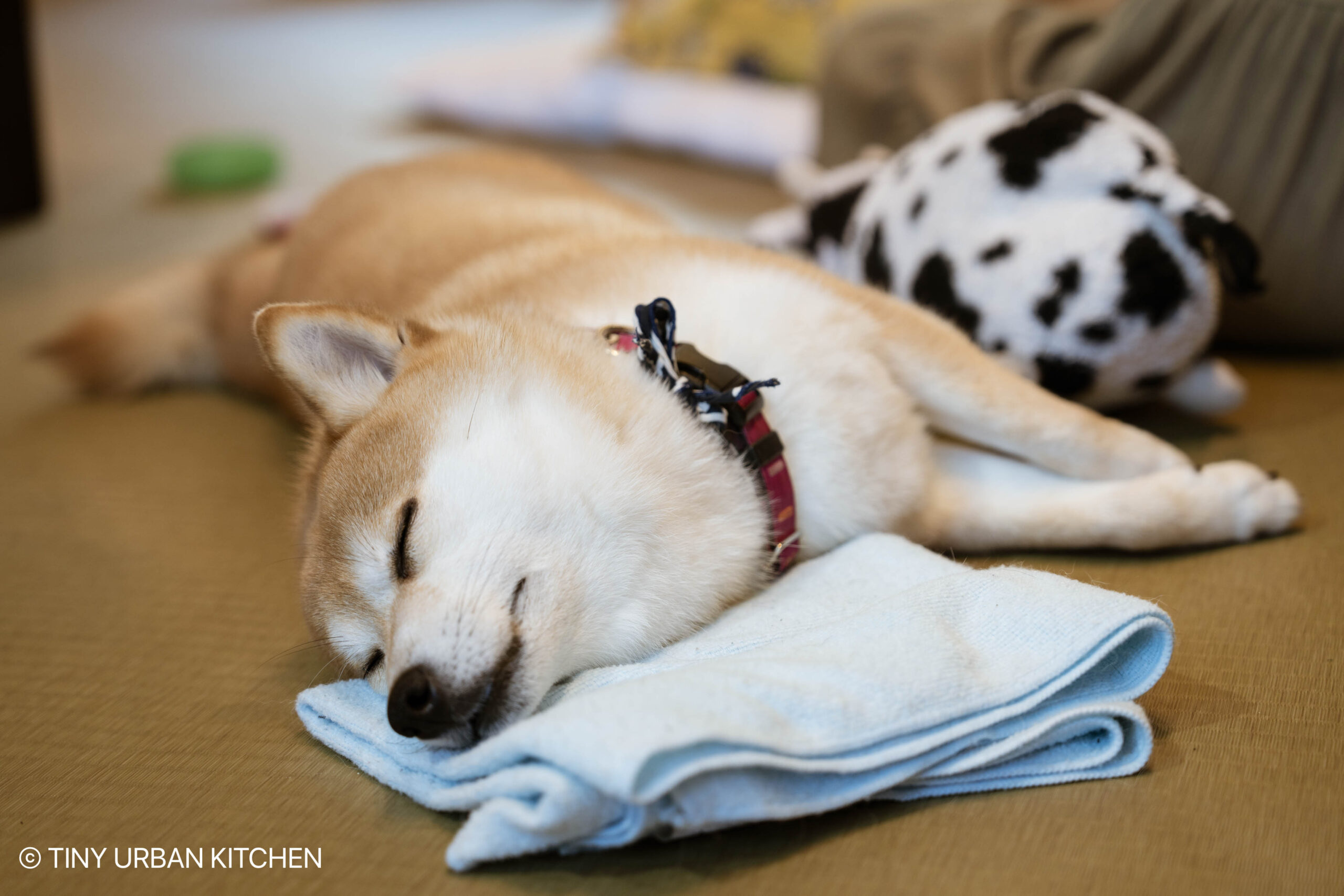 Harakuju Shiba Inu Cafe Tokyo