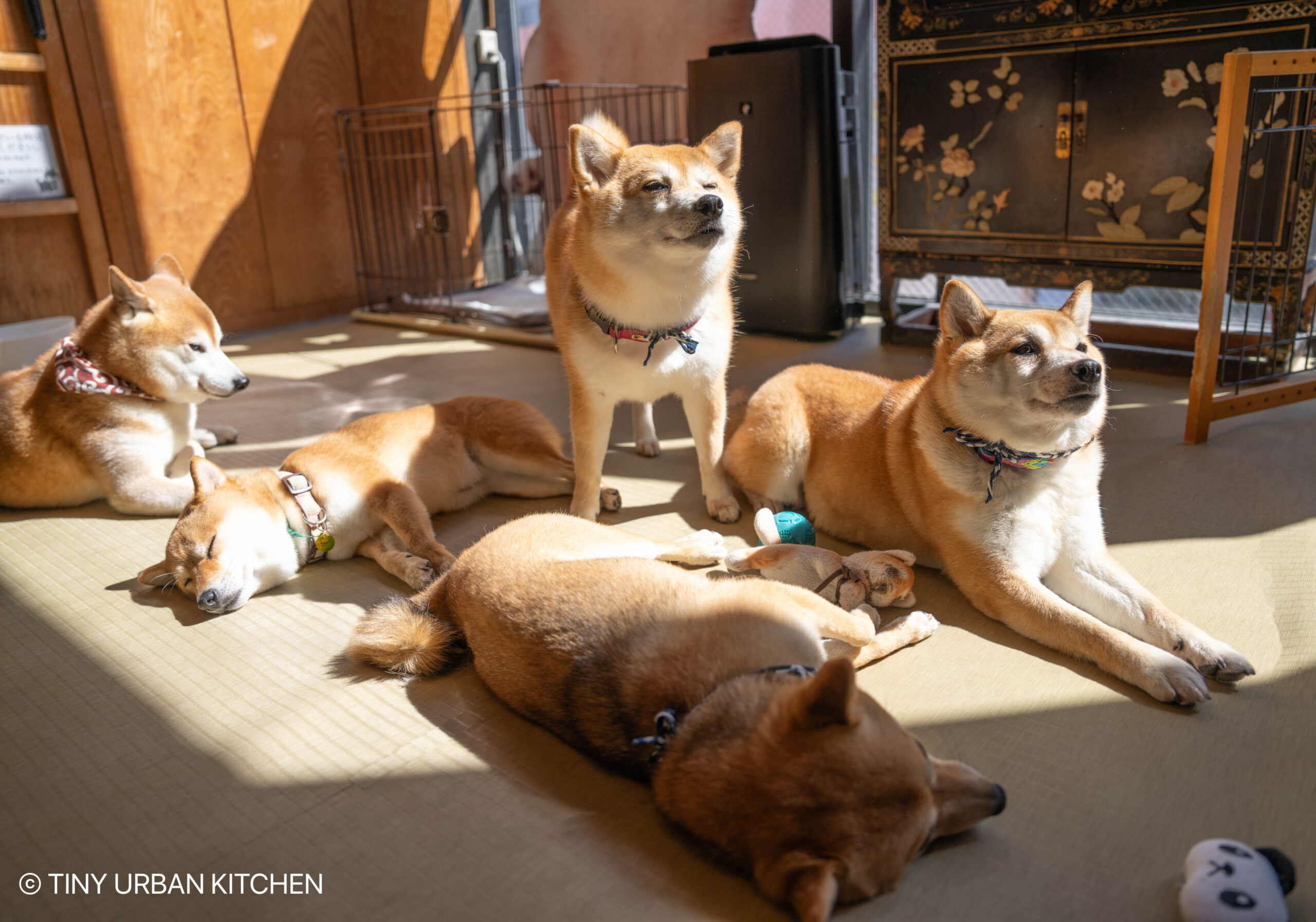 Harakuju Shiba Inu Cafe Tokyo