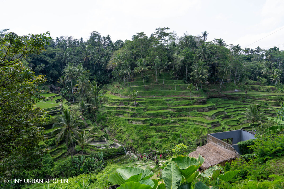 Tegalalang rice field Bali Indonesia