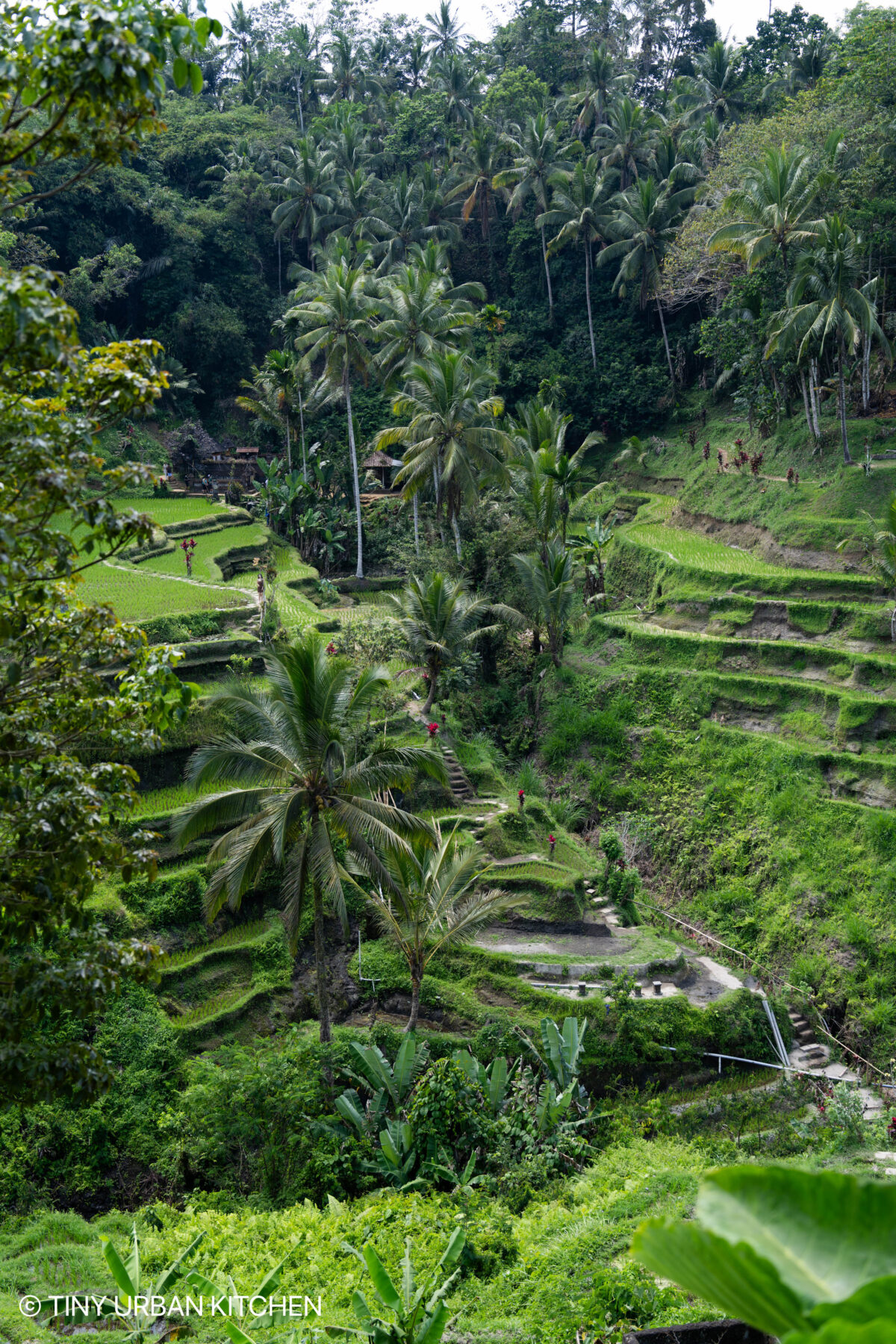 Tegalalang rice field Bali Indonesia