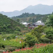 Qipan Ecological Tea Garden in Fenghuang Mountain Area
棋盘生态茶园 (鳳凰山）