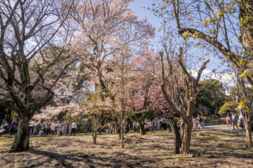 sakura cherry blossoms Tokyo