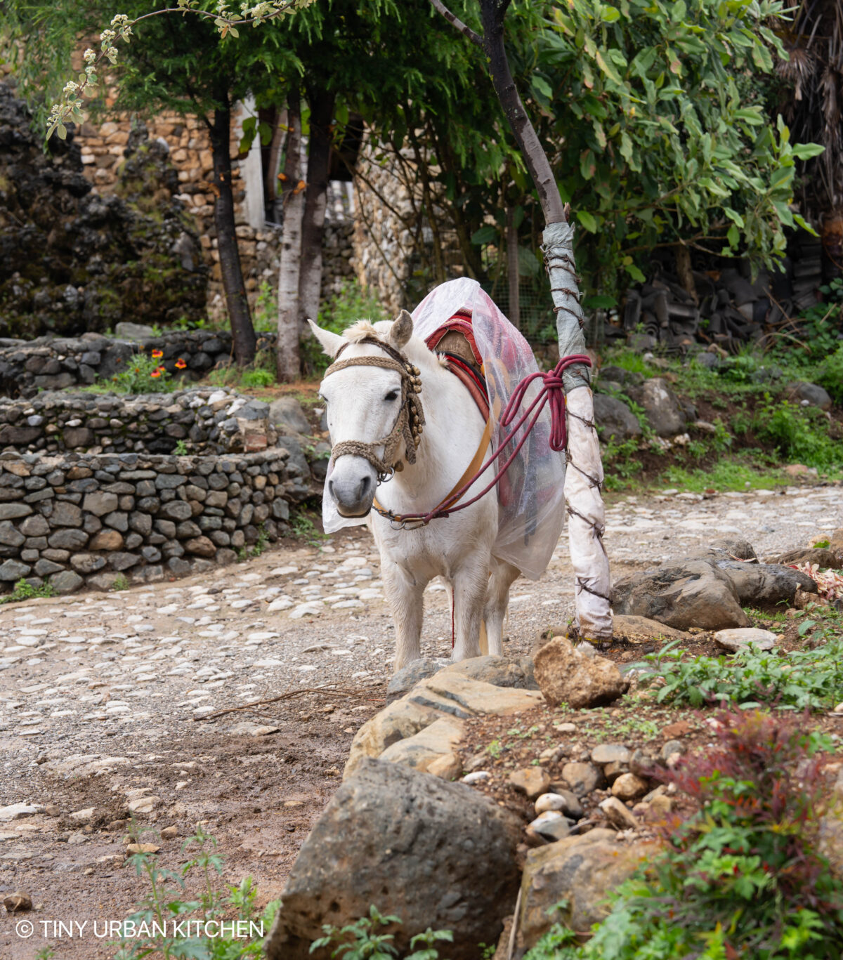 玉湖村 Yu Hu Village, Lijiang, China