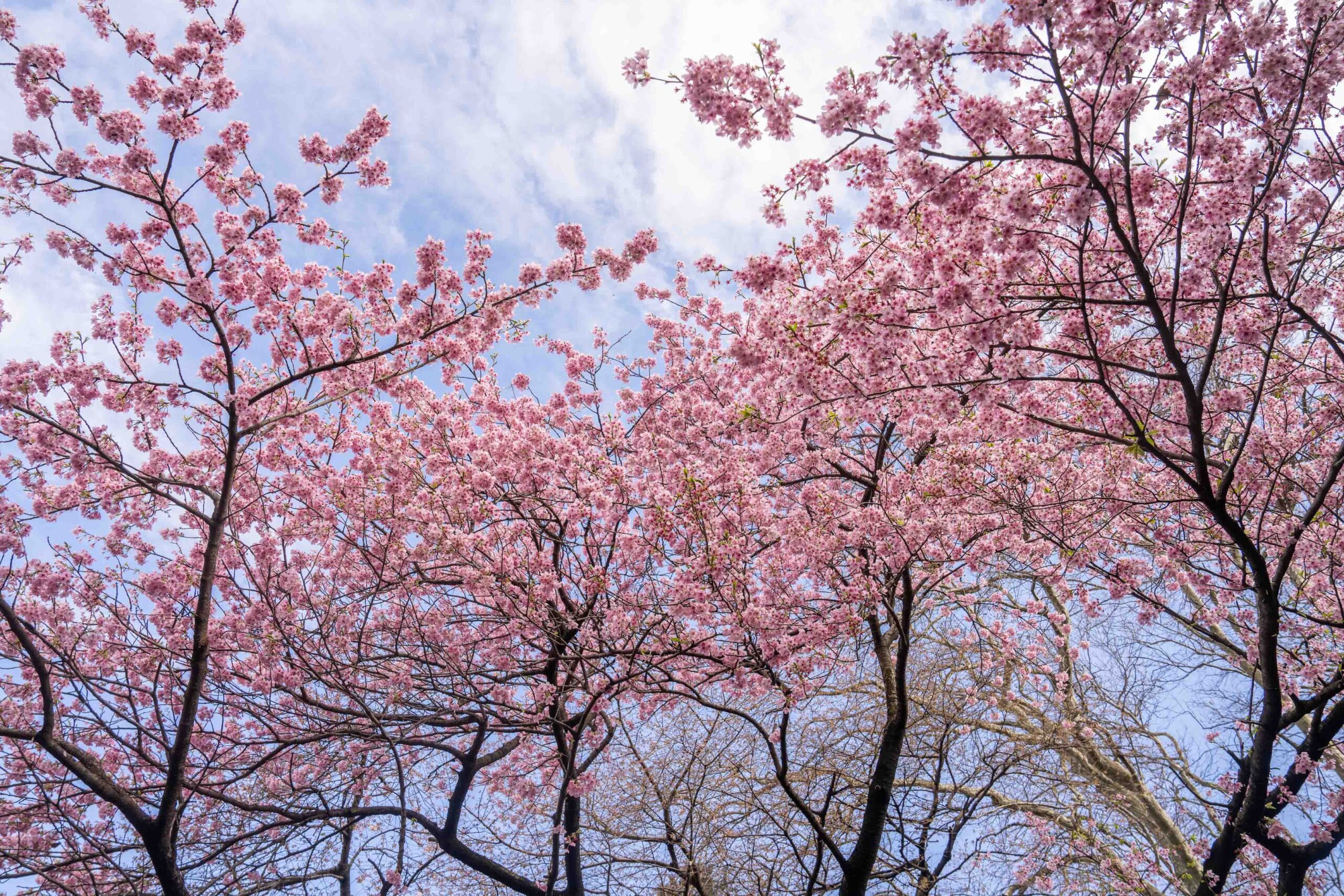 Tokyo cherry blossoms 