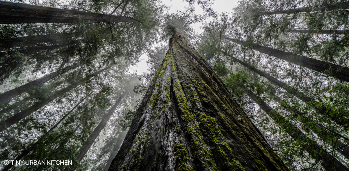 Redwood National Forest