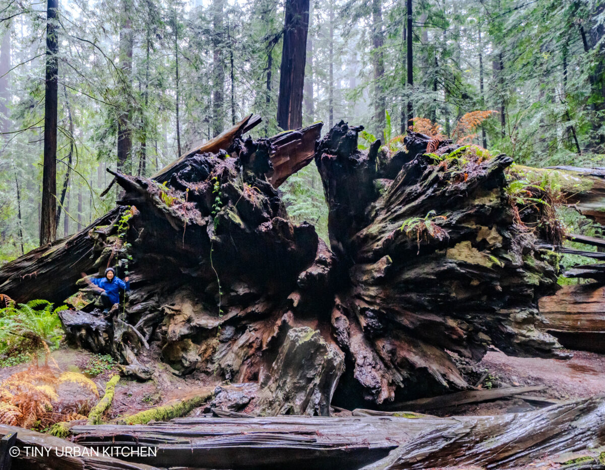 Redwood National Forest