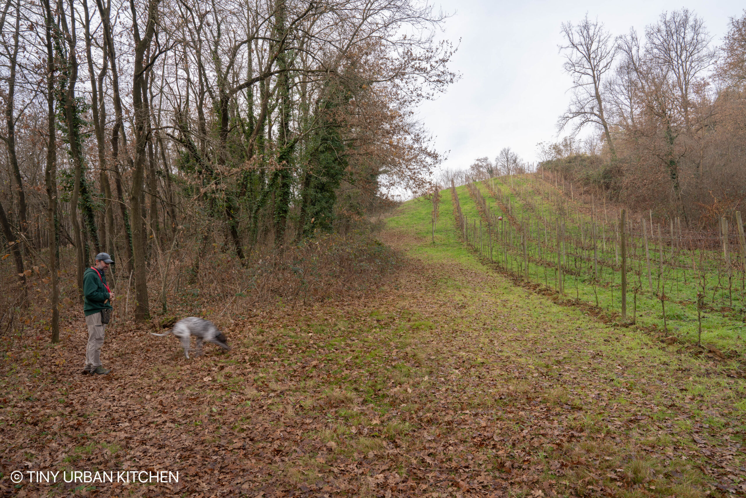 Truffle Hunting with a Dog