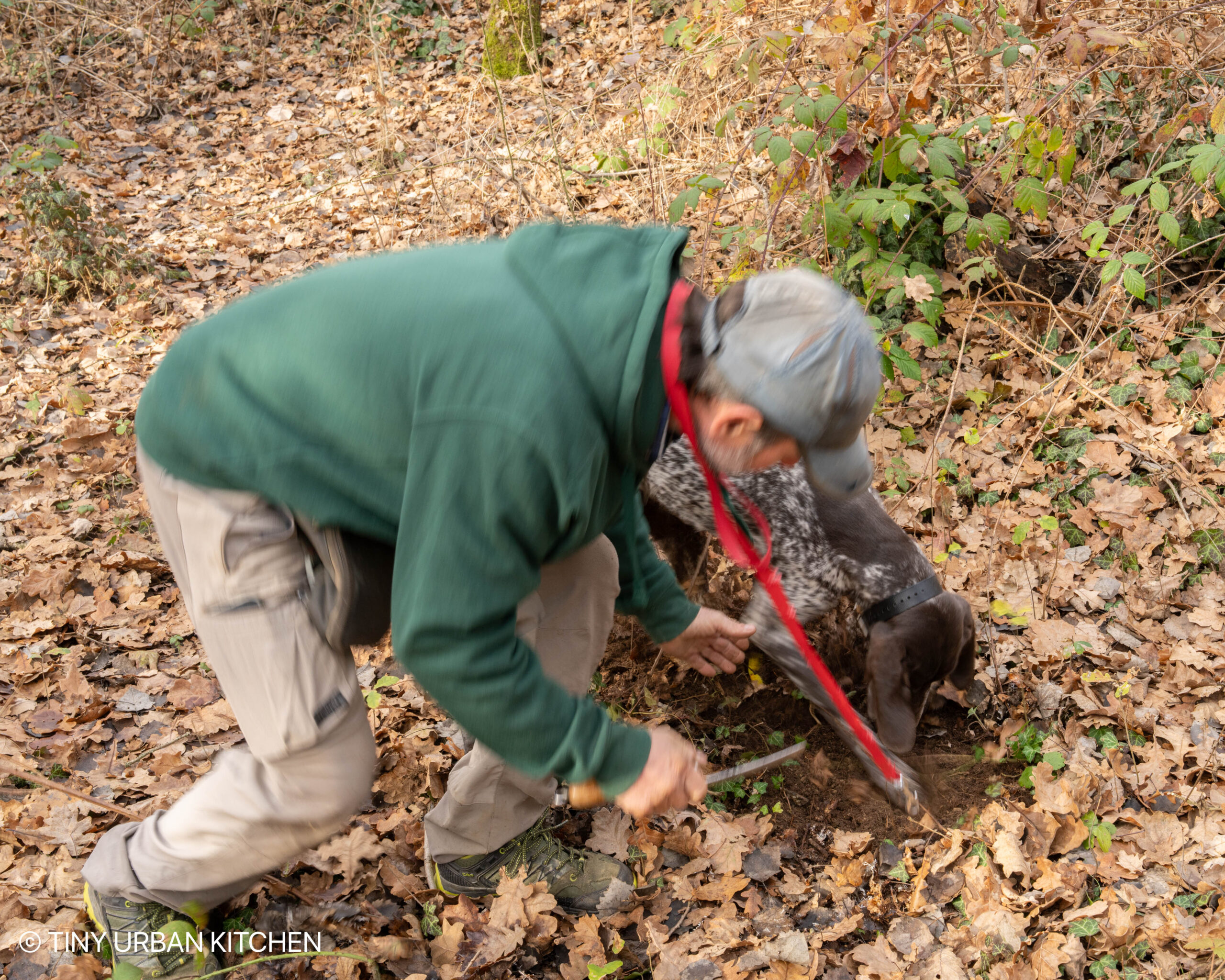 Truffle Hunting with a Dog