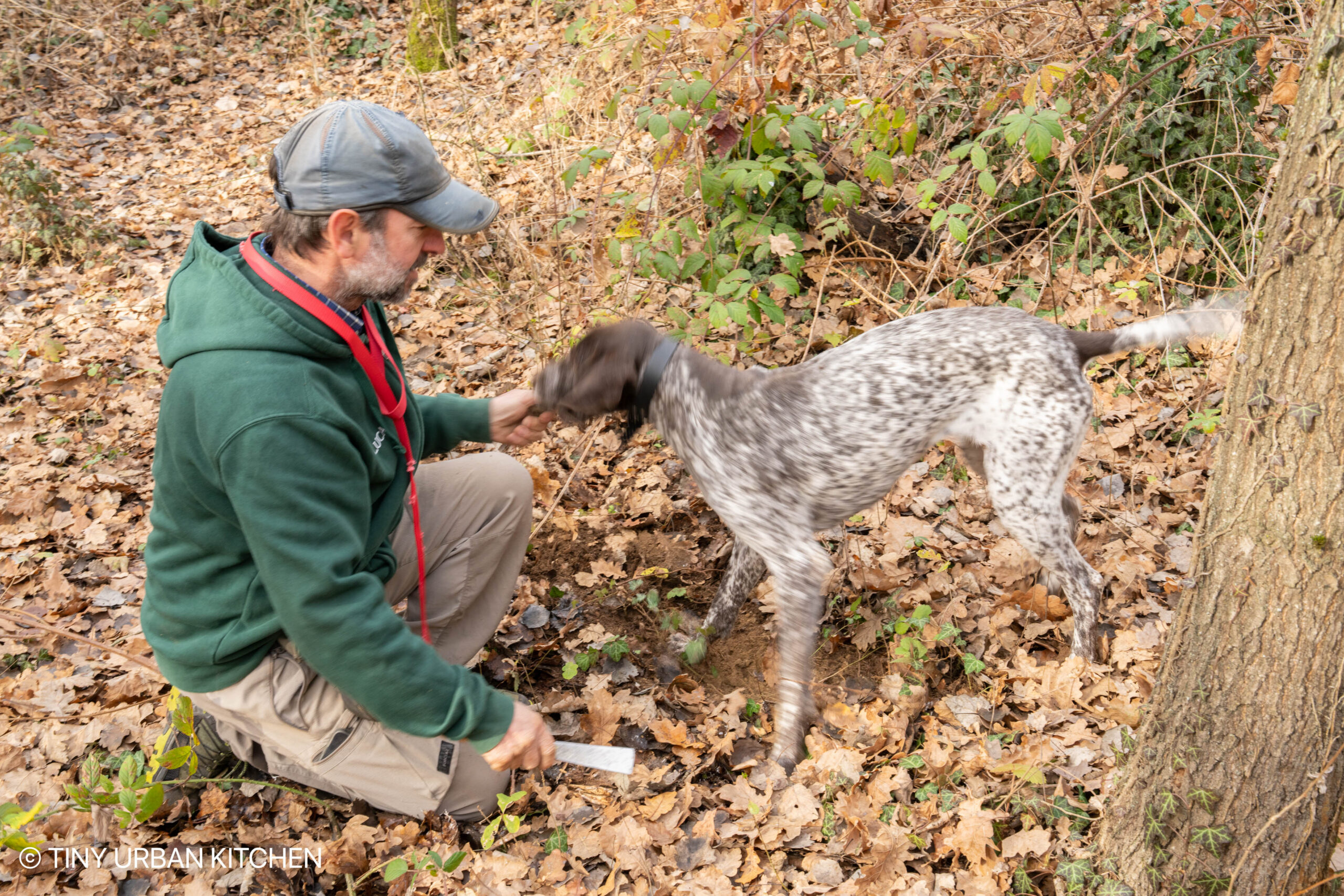 Truffle Hunting with a Dog