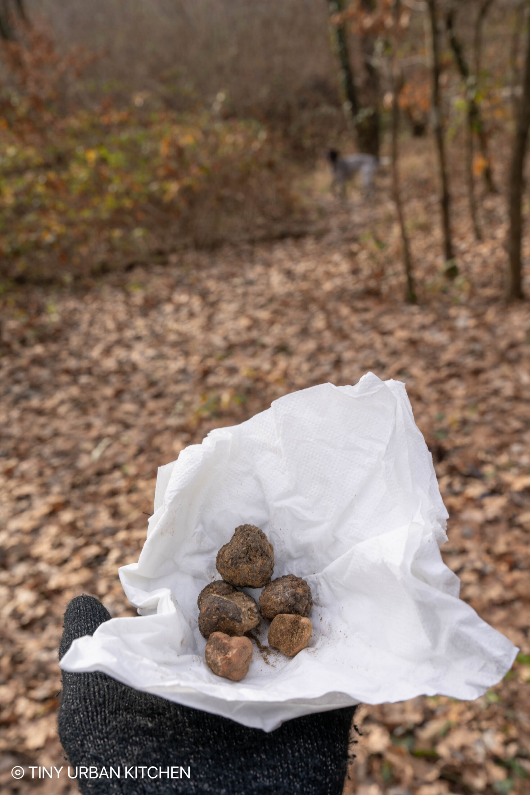 Truffle Hunting with a Dog